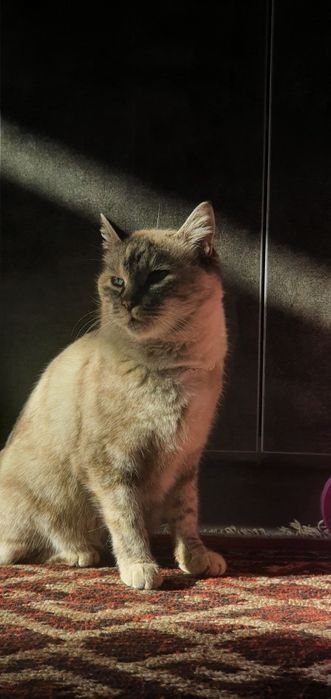 Mushuk bolalari sotiladi