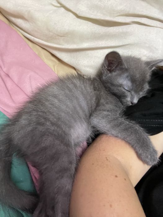 Отдам котенка в хорошие руки
