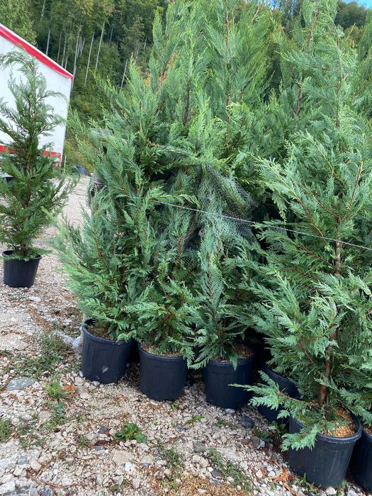 Cupressocyparis Leylandii – plante viguroase, prindere sigură