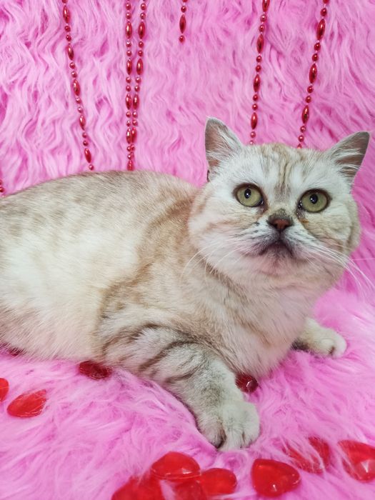 Продам чистокровную шотландку