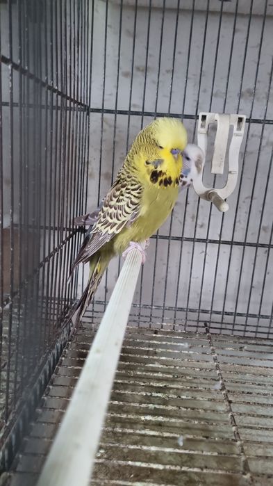 PAPAGAL Perus /Peruşi Standard ,Comuni 100 perechea