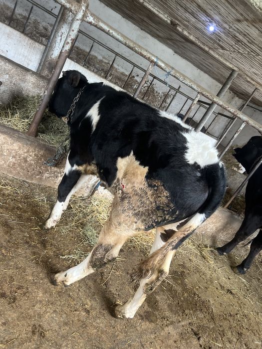 Vand tauras 8 luni albastru belgian