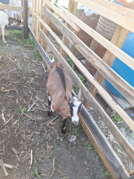 Țapi de curte castrați  25-30kg ,  preț 13 lei kg in viu