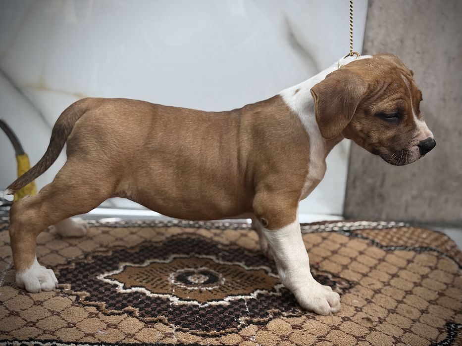 Amstaff rasa pura !