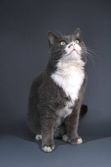 Котик Мультик в поиске дома