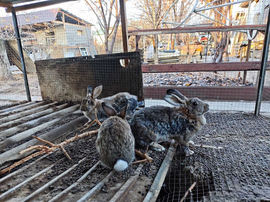 Домашние Кролики Бабочки