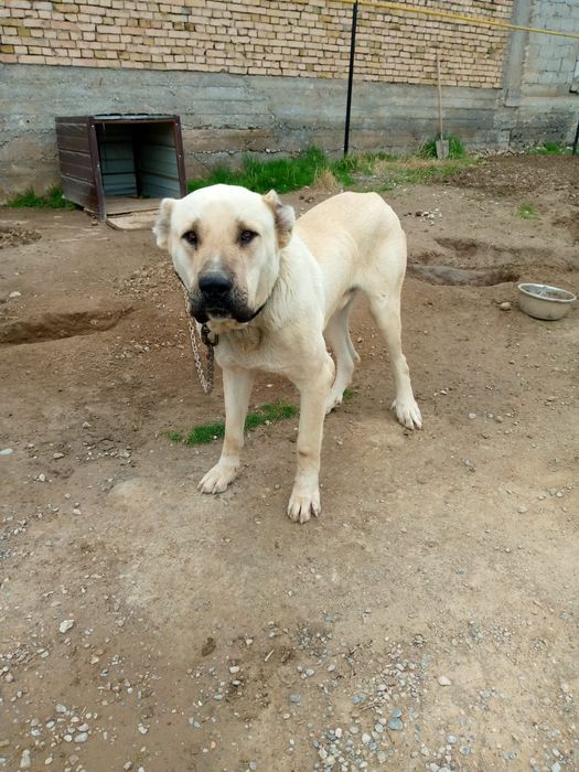 Продаётся собака породы Кангал