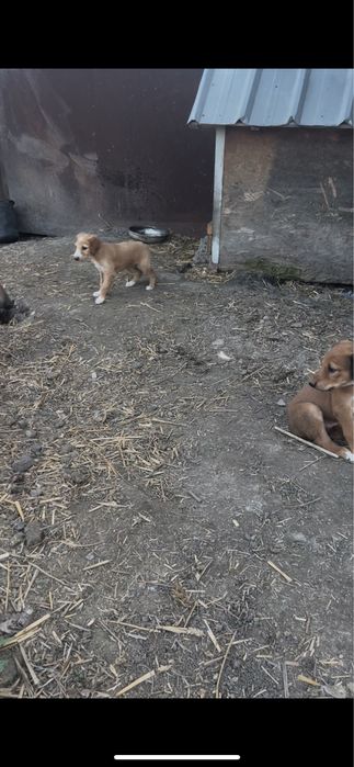 Тазы шенки продам