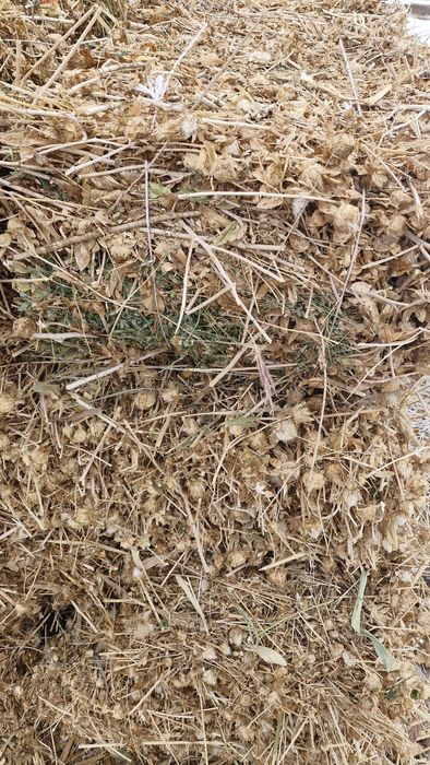 Қамыс максар (саплөр) бар жоңышқа аралас