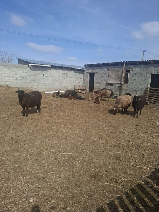 Козылы койлар сатылады