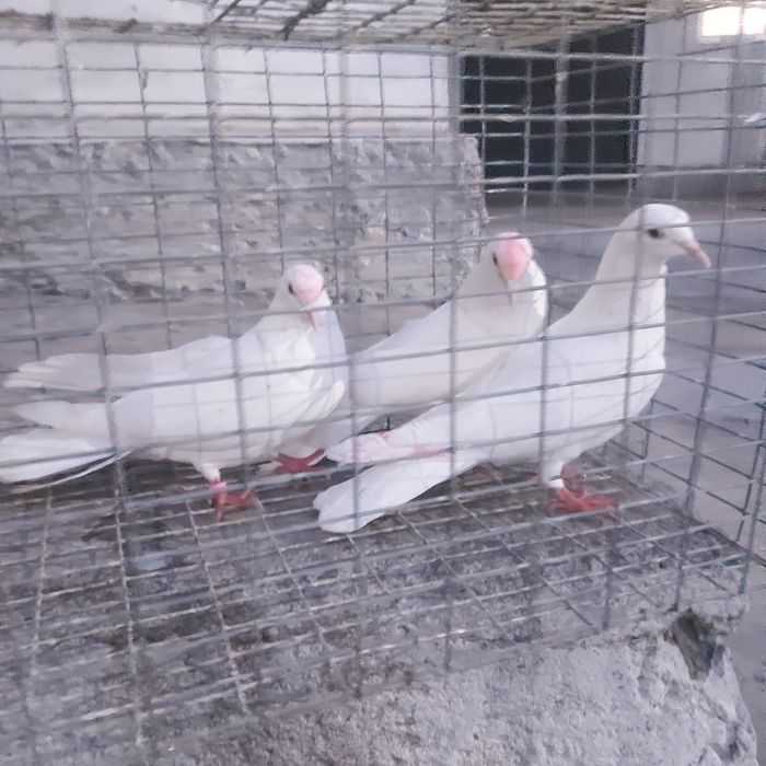 Бели Иран пара еше 1самец лет с игрой