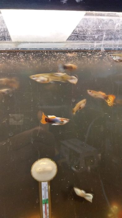 Аквариумные рыбки.