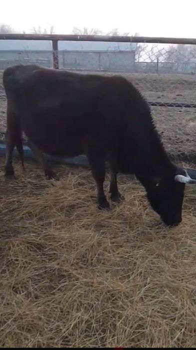 Продаю коров 3 головы