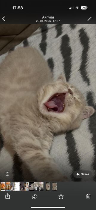 Шотланский котёнок скоттиш фолд