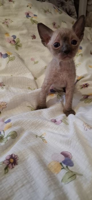 Мальчик сфинкс  велюровый