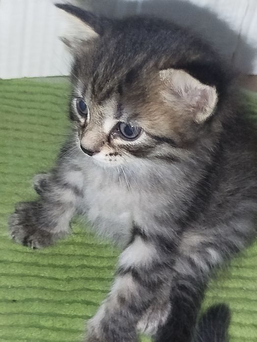 Отдам кошечек в добрые руки
