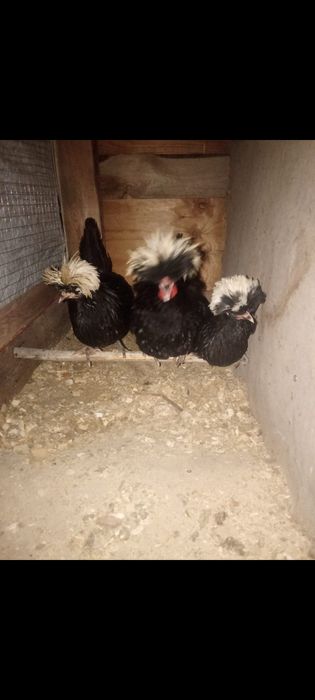 Тауық сатылады..