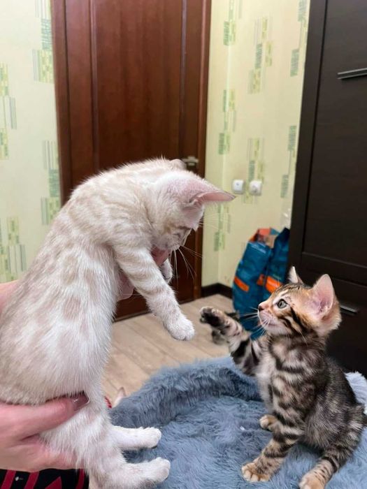 Бенгальские котята