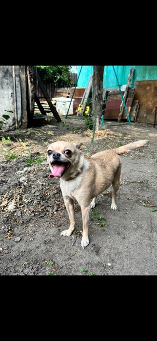 Продам чихуахуа 4,5 года