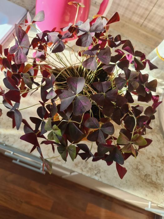 Продам Комнатные цветы