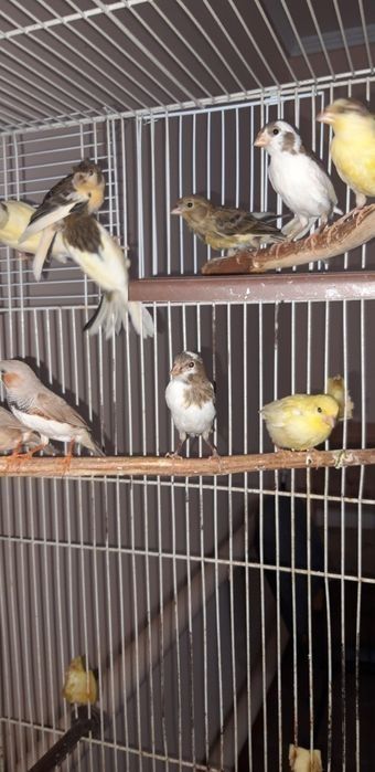 Канарек разного возраста