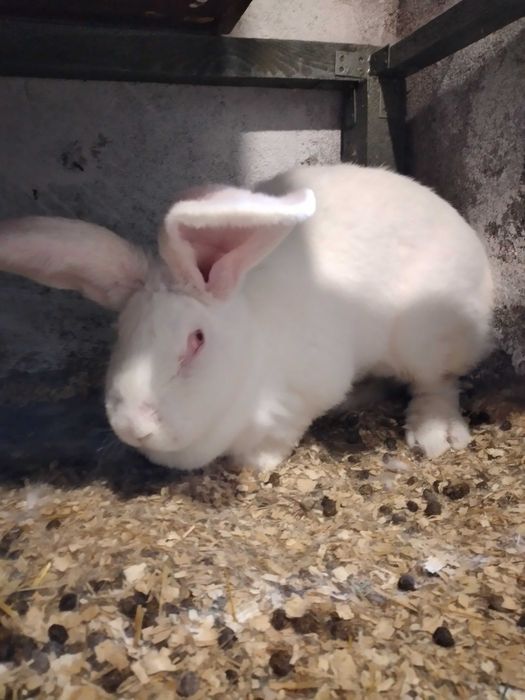Продавам зайци бял великан