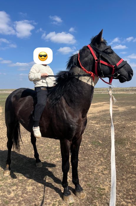 Айгыр сатылады 7 жасар