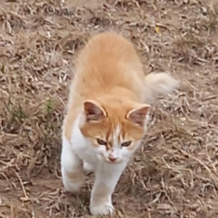 Котенца на 3 и 4 месеца търсят спешно дом