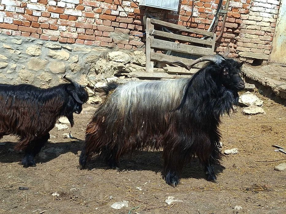 Селскостопански животни