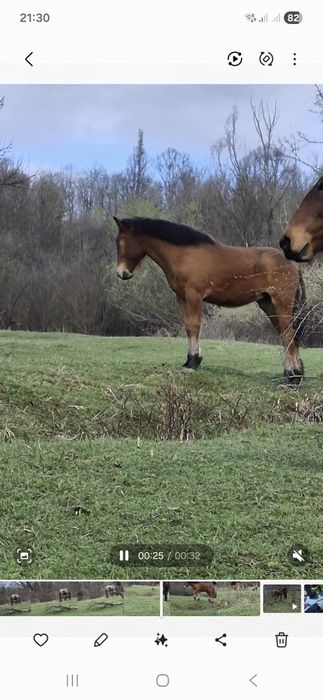 Vând mânză de 9 luni