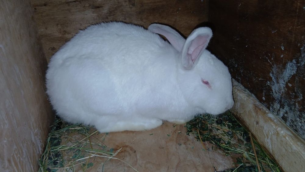 На продаже 4самца