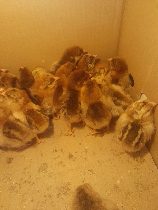 Продам индюков северо кавказский бронза.