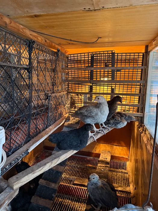 Домашно отгледани пилета и кокошки