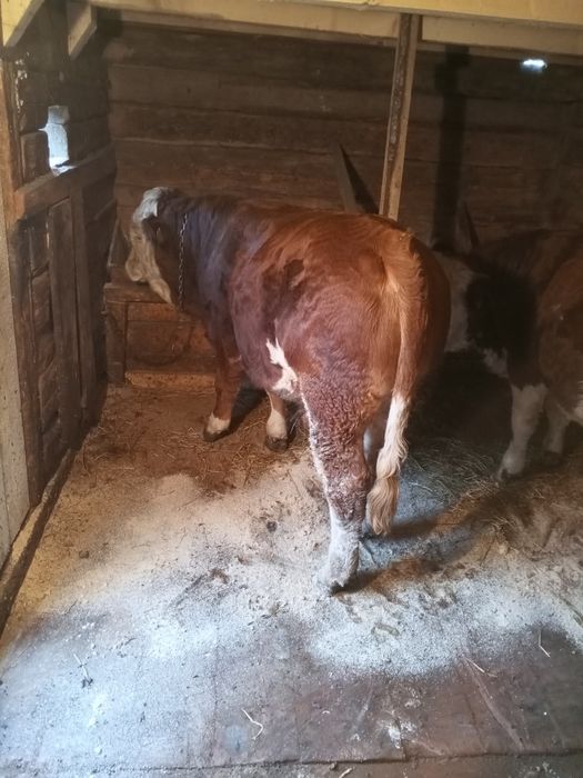 Tăurași de vânzare