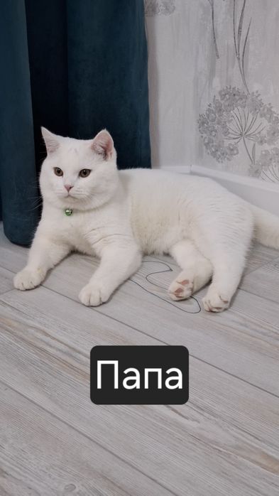 Скотиш Страйт. Котята