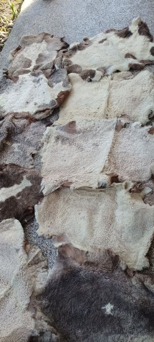 Щавени и боядисани агнешки кожи