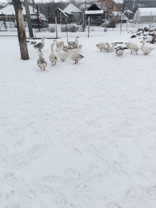 Vând curci și gâște