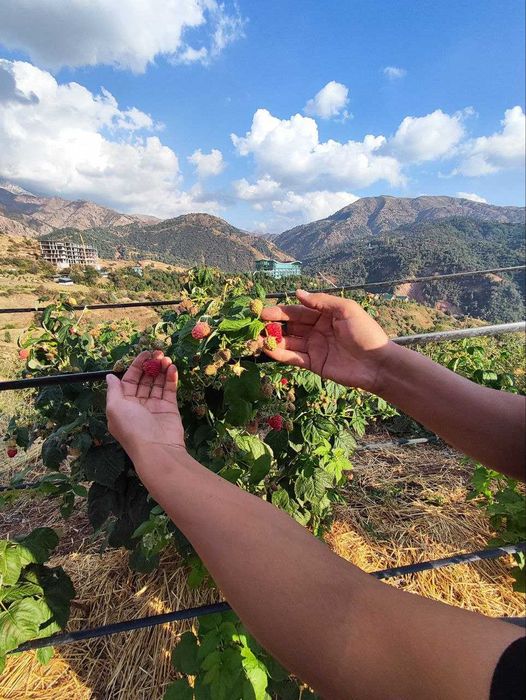 Малина Делнива Полша ремонтант нави.Делнива польский ремонтантный сорт