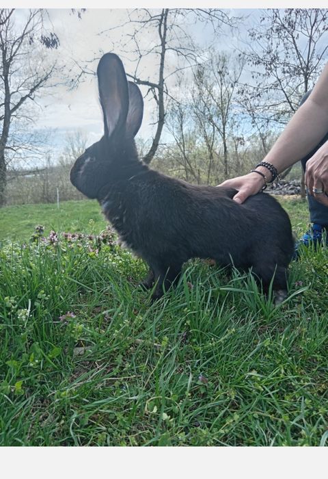 Iepuri masiv german și belgian