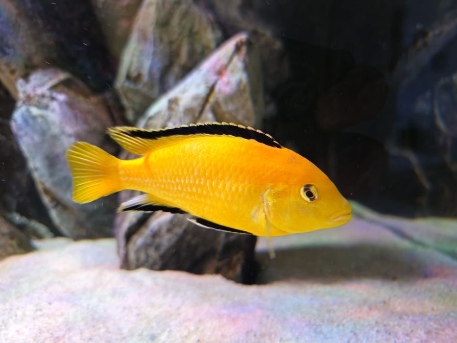 Ciclide africane (mbuna)