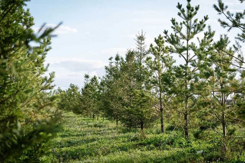 Инвестиция в землю — участок 40 соток, Косшы, 20 мин до Астаны