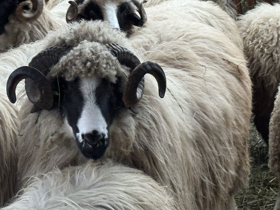 Vand berbec mior breaz