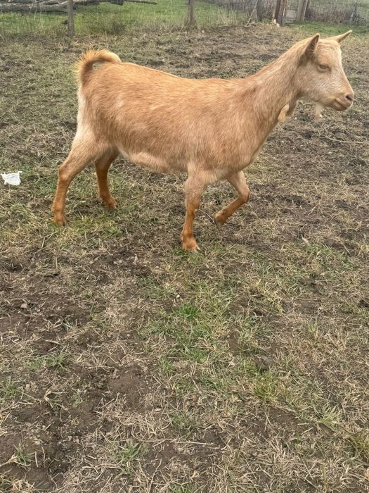 Capra saanen la a doua fatare fătar
