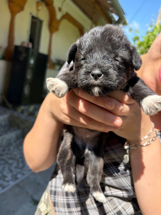 Cățeluși pentru adopție