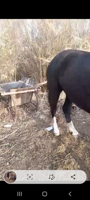 Обменяю мерена 5 лет