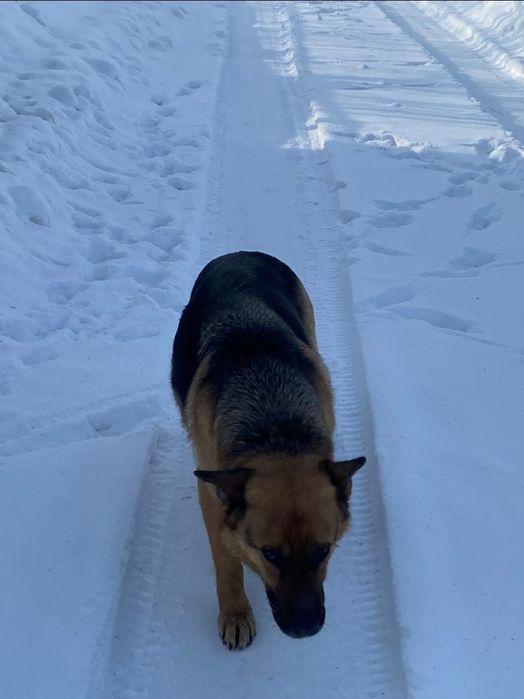 Продам овчарку 5000 в добрые руки