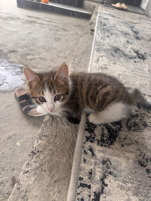 Tekinga 4ta mushuk bollari