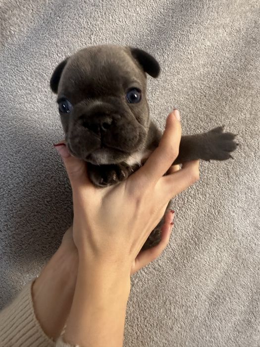 Щенки французского бульдога