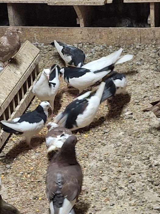 Пазарджишки високолетачи гълаби