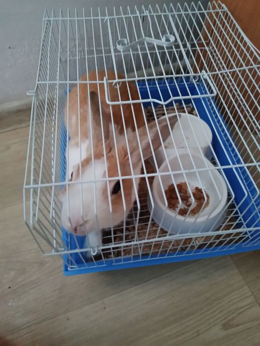 Продам заичик домашный с клеткам